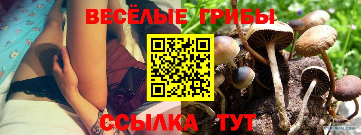 Галлюциногенные грибы Psilocybe Анжеро-Судженск